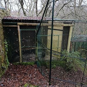 Turkey vulture exhibit - Avifauna Lugo