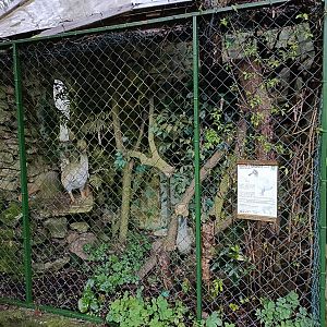 Dodo exhibit - Avifauna Lugo