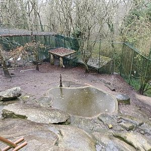 Swan goose exhibit - Avifauna Lugo