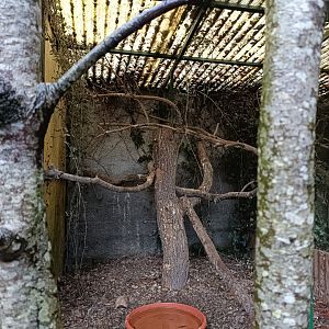 Tawni owl exhibit - Avifauna Lugo
