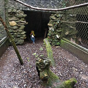 Swinhoes pheasant exhibit - Avifauna Lugo