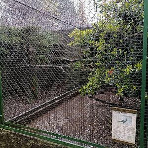 Mikado pheasant exhibit - Avifauna Lugo