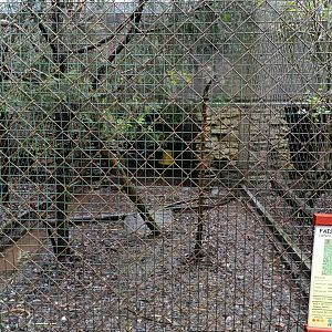 Malayan crested fireback exhibit - Avifauna Lugo