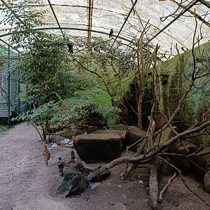 Mixed aviary - Avifauna Lugo
