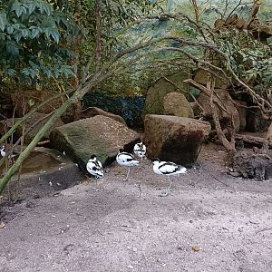 Pied avocet - Avifauna Lugo