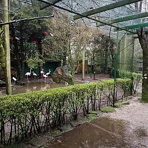 Flamingo exhibit - Avifauna Lugo