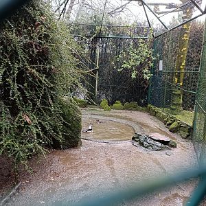 Hooded merganser exhibit - Avifauna Lugo