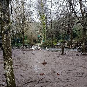 Goose exhibit - Avifauna Lugo