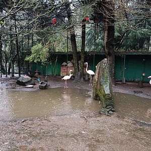 Flamingo exhibit - Avifauna Lugo