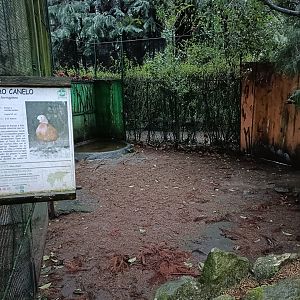 Ruddy shelduck exhibit - Avifauna Lugo