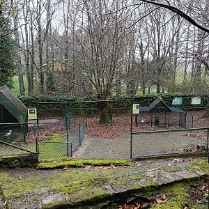 Goose exhibits - Avifauna Lugo