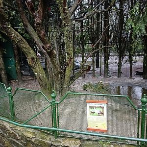 Nene exhibit - Avifauna Lugo