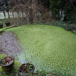 Frog pond - Avifauna Lugo