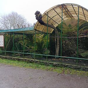Parrot exhibit - Avifauna Lugo
