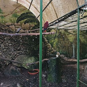 Parrot exhibit - Avifauna Lugo