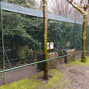 White-crested turaco exhibit - Avifauna Lugo