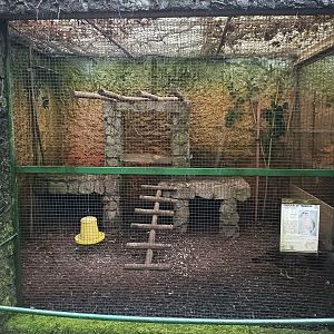 Temminck tragopan exhibit - Avifauna Lugo