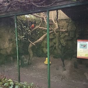 Golden pheasant exhibit - Avifauna Lugo