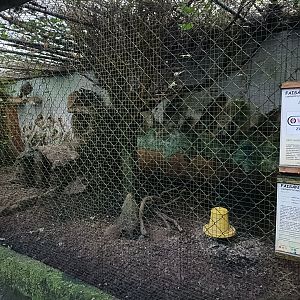 Himalayan monal exhibit - Avifauna Lugo