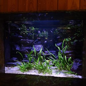 Tanganyikan cichlids aquarium