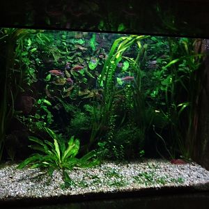 African freshwater aquarium