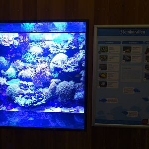 Stony coral aquarium