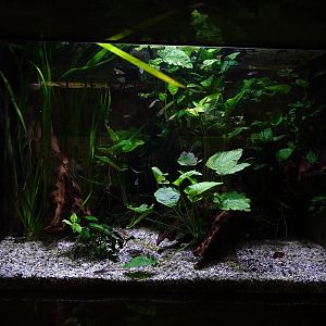 South American freshwater aquarium