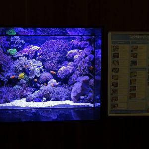Soft coral aquarium