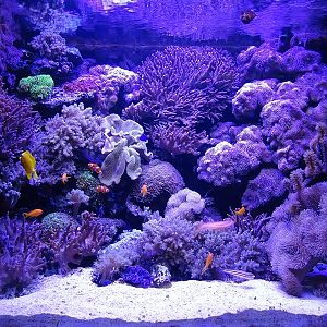 Soft coral aquarium