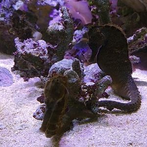 Longsnout seahorse (Hippocampus reidi)
