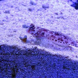 Marbled dragonet (Synchiropus marmoratus)