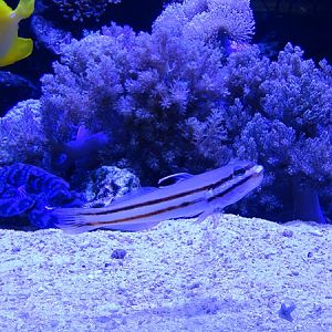 Twostripe goby (Valenciennea helsdingenii)