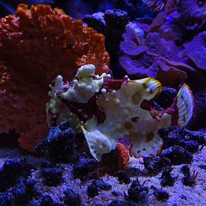Warty frogfish (Antennarius maculatus)
