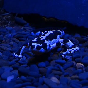 Kaiser's Spotted newt (Neurergus kaiseri)