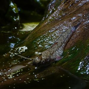 Pearse's mudskipper (Periophthalmus novemradiatus)