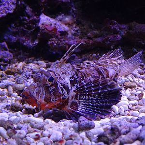 Blackfoot firefish (Parapterois heterura)