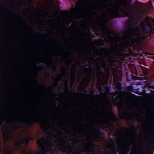 Zebra turkeyfish (Dendrochirus zebra)