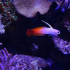 Fire goby (Nemateleotris magnifica)