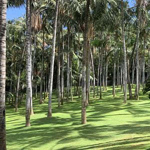 Crowned Crane immersion