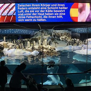 Overview of planet penguin taken from behind the people conveyor