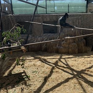 Black Crested Mangabey - Lophocebus aterrimus