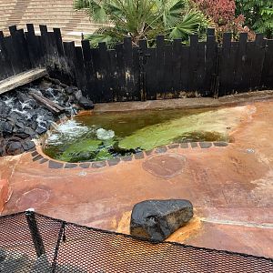 California Sea Lion - enclosure 1