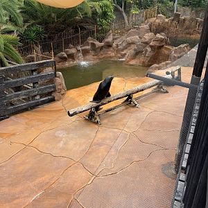 California Sea Lion - enclosure 2
