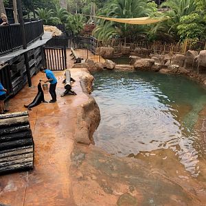 California Sea Lion - enclosure 3