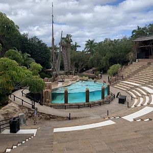 California Sea Lion - enclosure 4