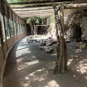 Andean Condor Enclosure