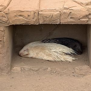 Albino/Leucitic African Crested Porcupine
