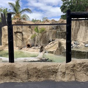 Asian Short Clawed Otter Exhibit