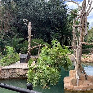 example of small monkey islands - capuchin