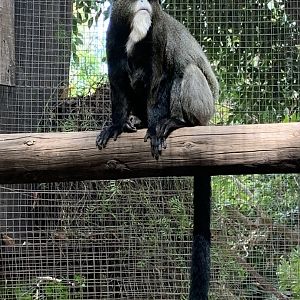 De Brazza's portrait